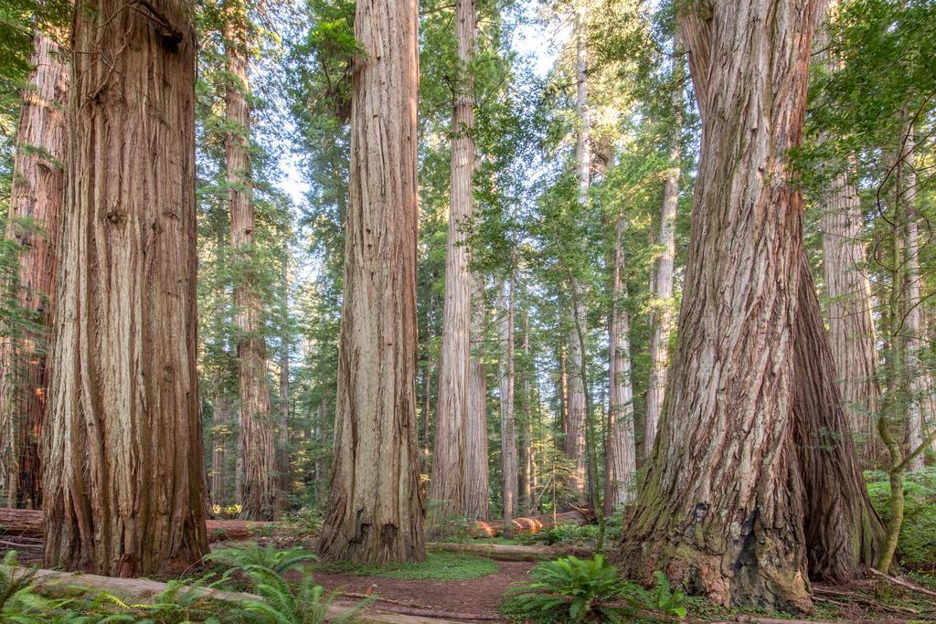 Redwood Inn Кресент-Сити Экстерьер фото
